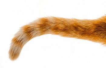 tail