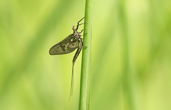 mayfly