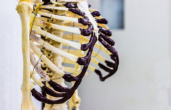 ribcage