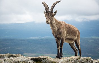 ibex