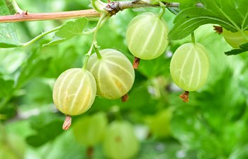 gooseberry