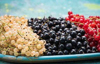 currant