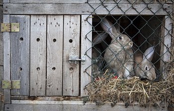 hutch