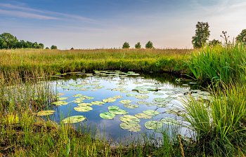 pond