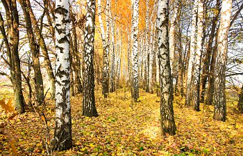 grove