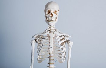 skeleton