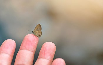 fingertip