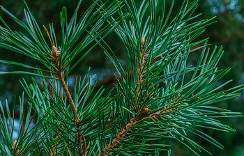 pine
