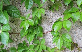 vine