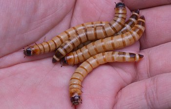 mealworm