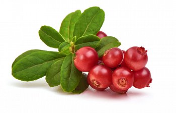 cranberry