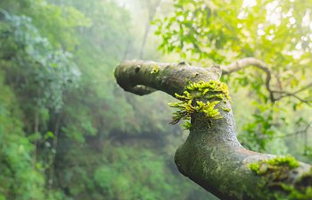 limb