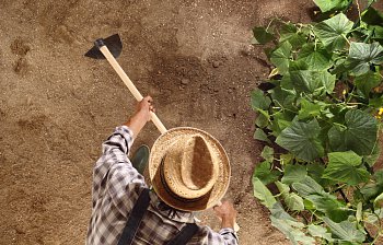 hoe
