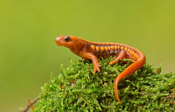 newt