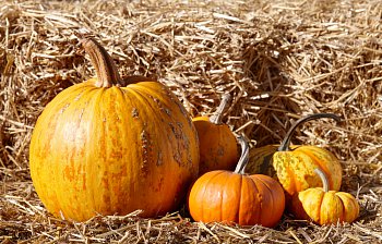 pumpkin