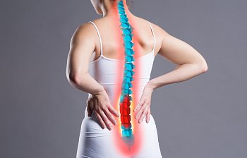 backbone