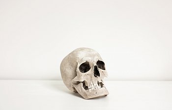 skull