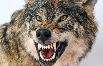 growl