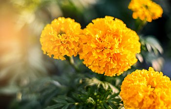 marigold
