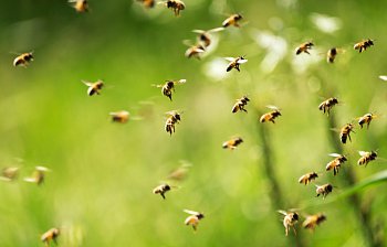 swarm