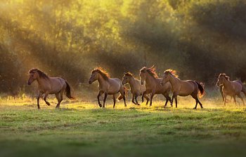 herd