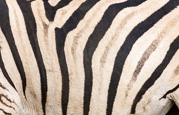 stripe