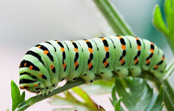 caterpillar