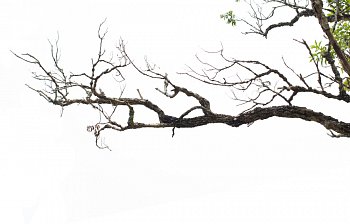branch