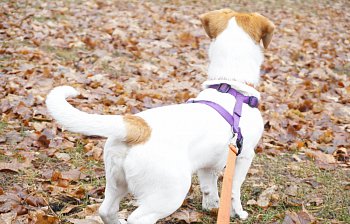 wag