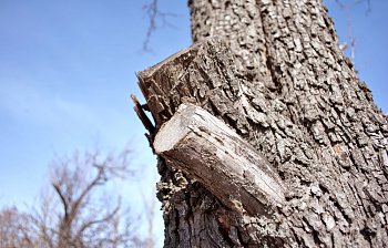 stump