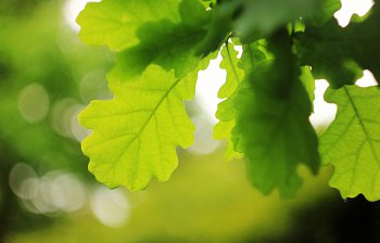 oak