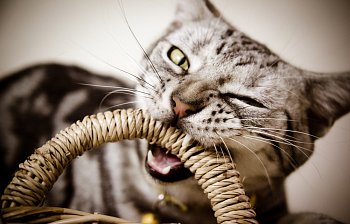 bite