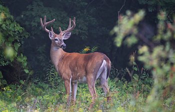 buck