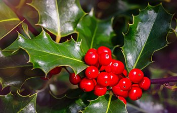 holly