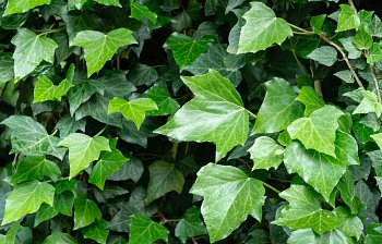 ivy