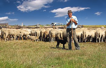 shepherd