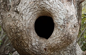 hollow