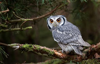 owl
