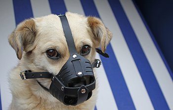 muzzle