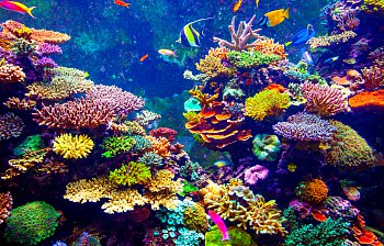 coral reef