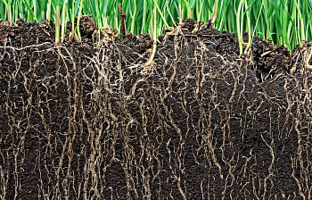 root