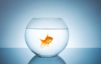 goldfish