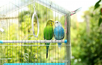 cage