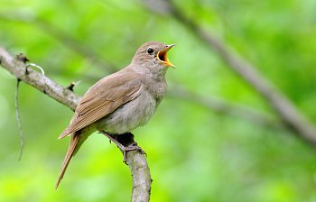 nightingale
