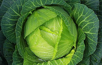 cabbage