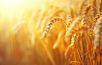 wheat