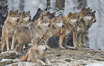 pack