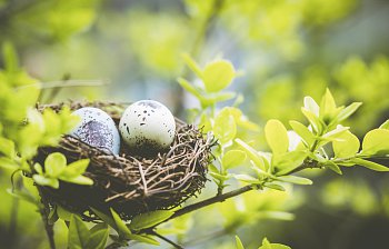 nest