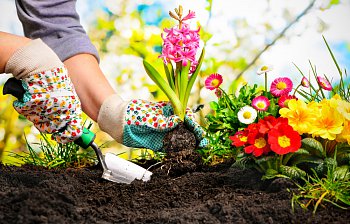 gardening