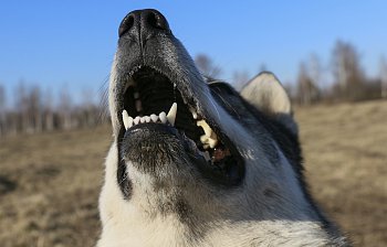 canine